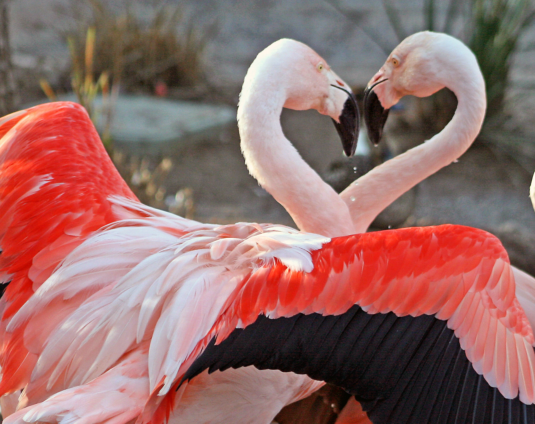 Flamingi w serce razem